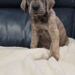 Great Dane Puppies from Northwood Euro Danes