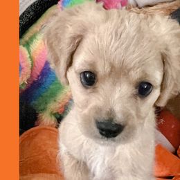 Maze-Male Cavapoo - Apricot Cavapoo puppy in Greenville, South Carolina from Cavapoos of Cross Hill