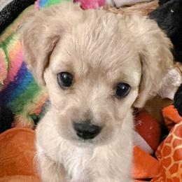 Maze-Male Cavapoo - Apricot Cavapoo puppy in Greenville, South Carolina from Cavapoos of Cross Hill