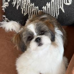 Cookie - Shih Tzu