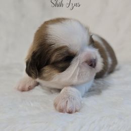 Girl 1 - Liver and white female Shih Tzu puppy in Enid, Oklahoma from Precious Heirloom Shih Tzus