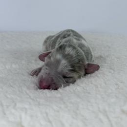 Zaria - Dapple female Dachshund puppy in Sonora, California from HEFFERNAN HOUNDS