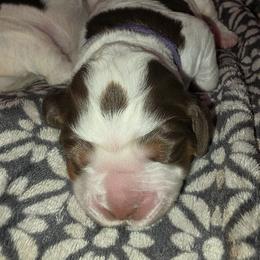 Ms Purple - Tri-Roan female English Springer Spaniel puppy in Montville, Connecticut from Hillside Springs Farm