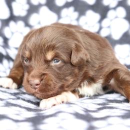 Countdown - Red tri-color male Australian Shepherd puppy in Squaw Valley, California from A&M Australian Shepherds