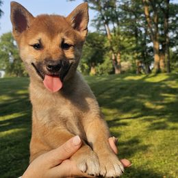 Louie - Red male Shiba Inu puppy in Carpentersville, Illinois from Veronika's Shiba Inus
