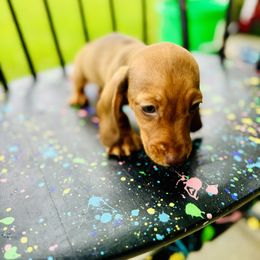 Dachshund Puppies from Mini Doxies of the South