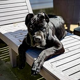 Cane Corso Puppies from Catawba Cane Corso
