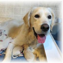 Golden Retriever Puppies from Hearts of Gold Retrievers LLC
