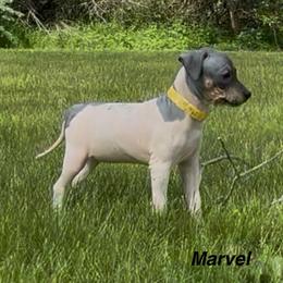 Marvel - Black tan and white female American Hairless Terrier puppy in Buckingham, Illinois from Gaus Hof