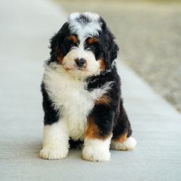 Bernedoodle Puppies from Down Home Doodle