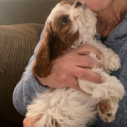 Bernedoodle, Cavapoo, and Goldendoodle Puppies from PJs Puppy Love GOLD level GANA Breeder
