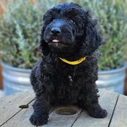 Double Doodle, Goldendoodle, and Labradoodle Puppies from The Doodle Ranch-California