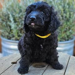 Double Doodle, Goldendoodle, and Labradoodle Puppies from The Doodle Ranch-California