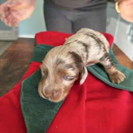 Stormi - Dapple female Dachshund puppy in Tampa, Florida from Crosbys Doxies