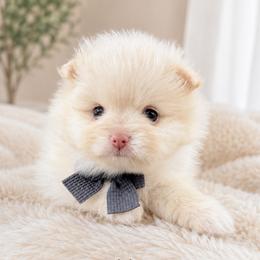 Armani - Cream male Pomeranian puppy in Menifee, California from Petite Poms Of CA