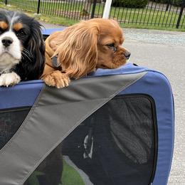 Cavalier King Charles Spaniels from Foster Cavaliers