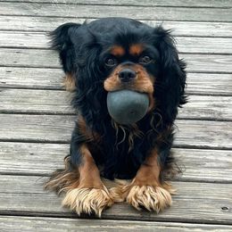 Oskar Baybay - Cavalier King Charles Spaniel