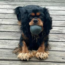 Oskar Baybay - Cavalier King Charles Spaniel