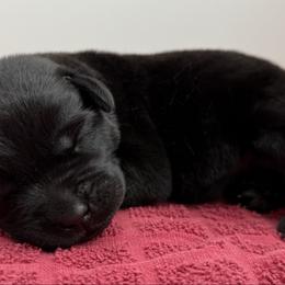 Pure English Black Male - Black male Labrador Retriever puppy in Tacoma, Washington from Triple H Farm