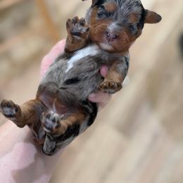 Rain - Merle female Cavapoo puppy in Colcord, Oklahoma from Copper Lane Aussies, Doodles & Cavapoos