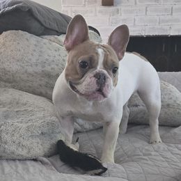 Cora - French Bulldog