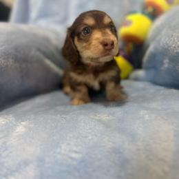 Prince - Chocolate and cream male Dachshund puppy in Kissimmee, Florida from Dazzling Frenchies and Doxies