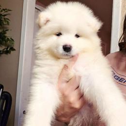 Red - White male Samoyed puppy in San Antonio, Texas from Hill Country Samoyeds