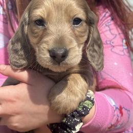 Boy 3 - Fawn (Isabella) male Dachshund puppy in Rio, Wisconsin from Three K Miniature Dachshunds