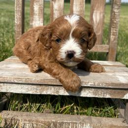 Hazelnut - Apricot male Cavapoo puppy in Milan, Illinois from Poppy Garden Doodles