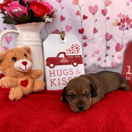 Dachshund Puppies from Florida Dippin’ Dachshunds & Aussiedoodles