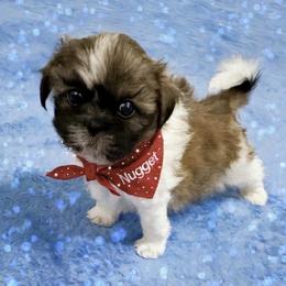 Shichon and Shih Tzu Puppies from Angie’s Teddy Bear Puppies Minnesota