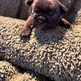 Carter - Brindle and white male French Bulldog puppy in Neenah, Wisconsin from Mimosa Acres French Bulldogs LLC