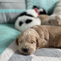 Goldendoodle Puppies from Muddydoodles