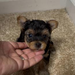Ebony-purple (Toy) - Black and gold female Yorkshire Terrier puppy in Jamestown, North Carolina from North Carolina Maltese, Yorkies & Morkies(previously California Maltese, Yorkies & Morkies)