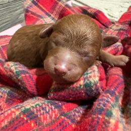 Rusty - Red  male Poodle puppy in Utica, Ohio from Poodle Me Crazy
