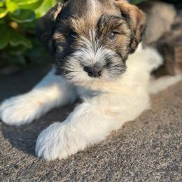 Guss - Salt and pepper male Miniature Schnauzer puppy in Jefferson, Oregon from Whiskey Meadows Miniature Schnauzers