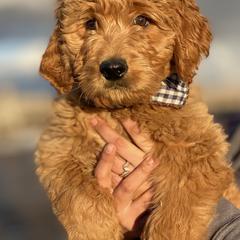 Goldendoodles, Golden Retrievers, and Poodles from California Golden Love