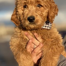 Goldendoodles, Golden Retrievers, and Poodles from California Golden Love