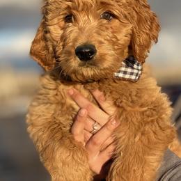 Goldendoodles, Golden Retrievers, and Poodles from California Golden Love