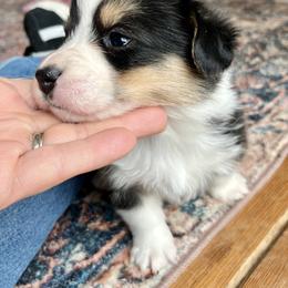 Tab - Black and white female Cardigan Welsh Corgi puppy in Lebanon, Pennsylvania from Long Acre Farm