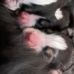 Bernese Mountain Dog Puppies from Berners of New Mexico