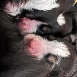 Bernese Mountain Dog Puppies from Berners of New Mexico