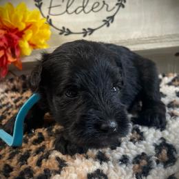 Blue collar - Black male Miniature Schnauzer puppy in Parker, Pennsylvania from TJ's Silver Paws Miniature Schnauzers