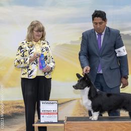 Cardigan Welsh Corgis from ChezBeale
