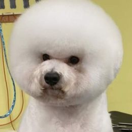 Tottler - Bichon Frise