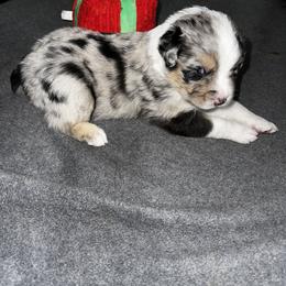 Australian Shepherd Puppies from Hamilton Farms