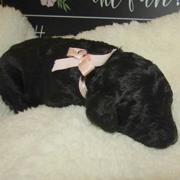 Goldendoodle and Poodle Puppies from David & Patricia Elliott