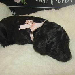Goldendoodle and Poodle Puppies from David & Patricia Elliott