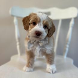 Tide - Caramel male Australian Labradoodle puppy in Belding, Michigan from Rutu Australian Labradoodles