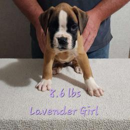 Lavender Girl # 2 - Fawn Boxer puppy in Marion, North Carolina from Captivating Kennel
